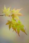 USA, Washington State, Seabeck. Japanese maple leaves in fall. Art Print